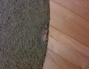 carpet repair